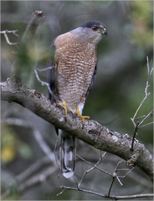 Cooper's Hawk, Adult male (1 of 4)