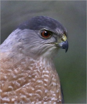 Cooper's Hawk, adult male (2 of 4)