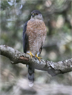 Cooper's Hawk, adult male (3 of 4)
