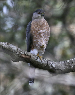 Cooper's Hawk, adult male (4 of 4)