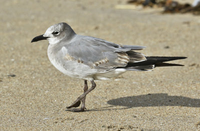 Laughing Gull, 1st cycle (1 of 3)