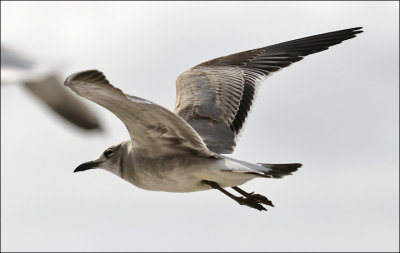 Laughing Gull, 1st cycle (3 of 3)