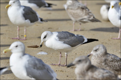 Western Gull, 3rd cycle (1 of 2)