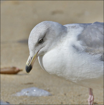 Western Gull, 3rd cycle (2 of 2)