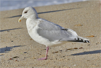 Thayer's  Iceland Gull, winter adult (1 of 2)