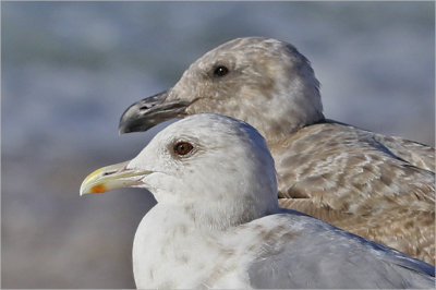 Thayer's Iceland Gull, adult (2 of 2) with 1st cy Western Gull