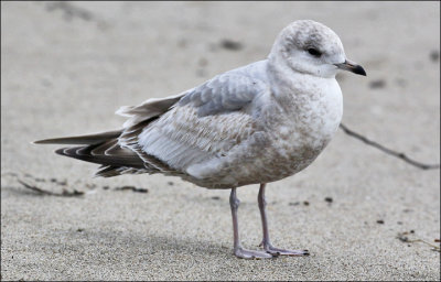 Mew Gull, 1st cycle