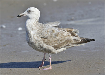 Herring Gull, 2nd cycle