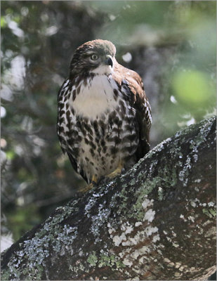 Red-tailed Hawk, juvenile (1 of 3)