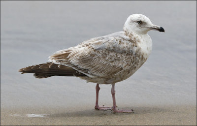 Herring Gull, 2nd cycle (1 of 2)