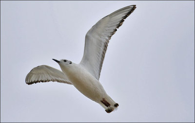 Bonaparte's Gull, 2nd cycle