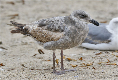 Western Gull, cinnamon-type 1st cycle