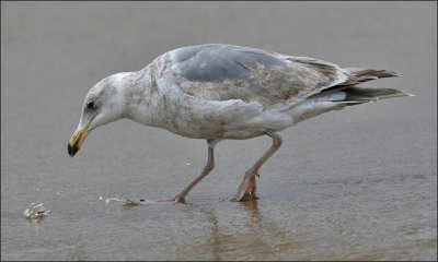 Glaucous-winged x Western Gull hybrid, 2nd cycle