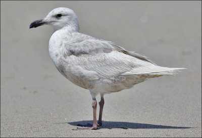 Glaucous-winged Gull, 1st cycle