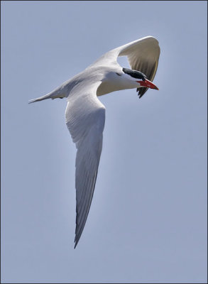 Caspian Tern, alternate adult
