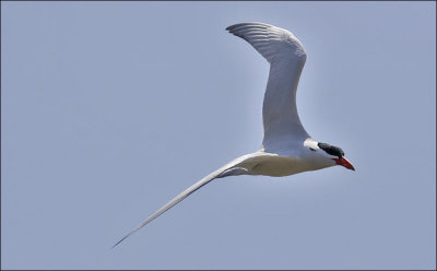 Caspian Tern, adult