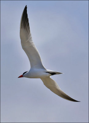 Caspian Tern, adult