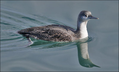 Red-throated Loon, basic plumage
