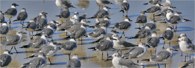 Laughing Gulls,mainly basic adults