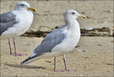 presumed Glaucous-winged x Herring Gull hybrid, basic adult