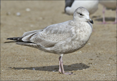 Thayer's Iceland Gull, 2nd cycle