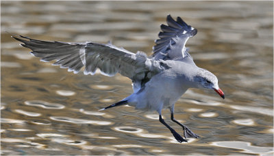 Heermann's Gull, basic adult (1 of 2)