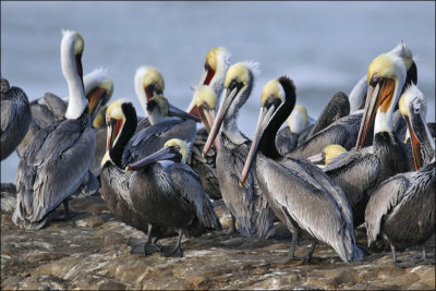 Brown Pelicans, breeding and prebasic adults