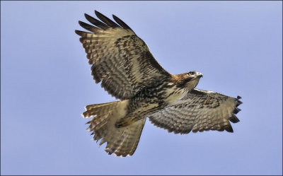 Red-tailed Hawk, juvenile (1 of 2)