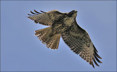 Red-tailed Hawk, juvenile (2 of 2)