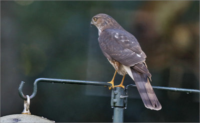 Sharp-shinned Hawk, subadult female