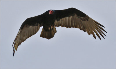 Turkey Vulture, adult