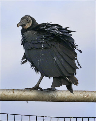 Black Vulture