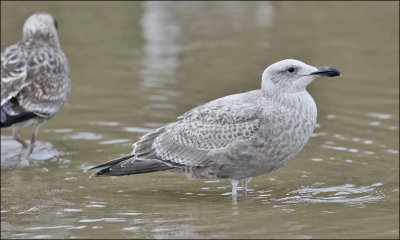 Glaucous-winged x Herring Gull, 1st cycle