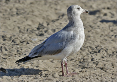 Glaucous-winged x Herrijng Gull, 2nd cycle