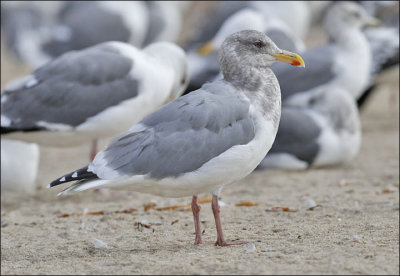 Glaucous-winged x Western Gull, adult