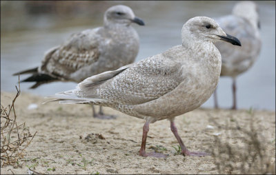 Glaucouis-winged Gull, juv,