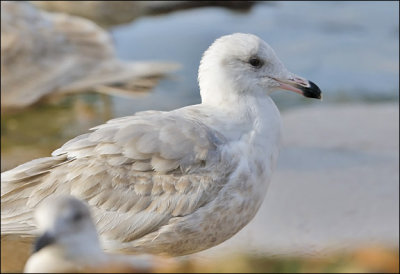 Probable x Glaucous-winged x Glaucous Gull ), 1st cycle