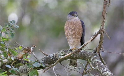 Cooper's Hawk, adult male (1 of 2)