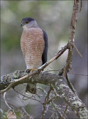 Cooper's Hawk, adult male (2 of 2)