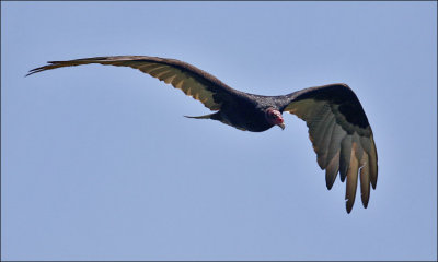 Turkey Vulture, adult