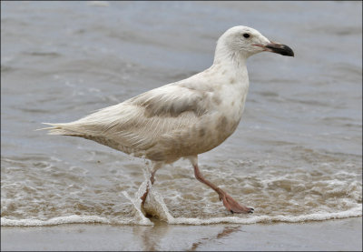 Glaucous-winged Gull, 1st cycle (1 of 2)