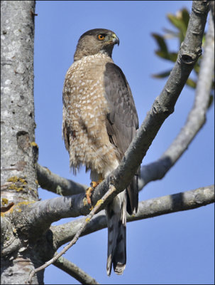 Cooper's Hawk, adult female (1 of 2)