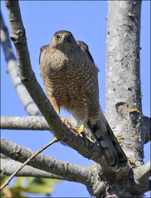 Cooper's Hawk, adult female (2 of 2)