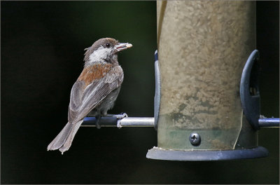 Chestnut-backed Chickadee