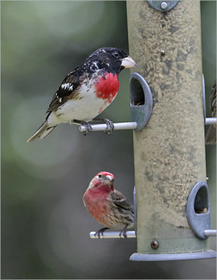 Tose-breasted Grosbeak with House Finch