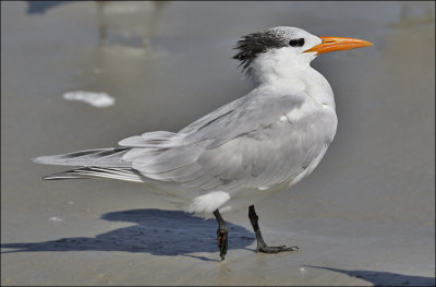 Royal Tern, basic adult