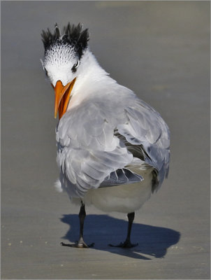 Royal Tern, basic adult