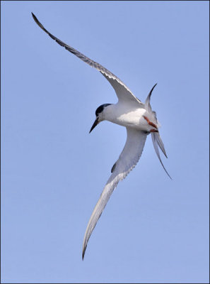 Forster's Tern, 1st cycle