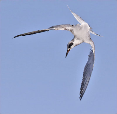 Forster's Tern, 1st cycle