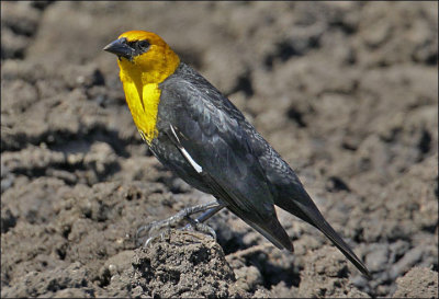 Yellow-headed Blackbird, adult male